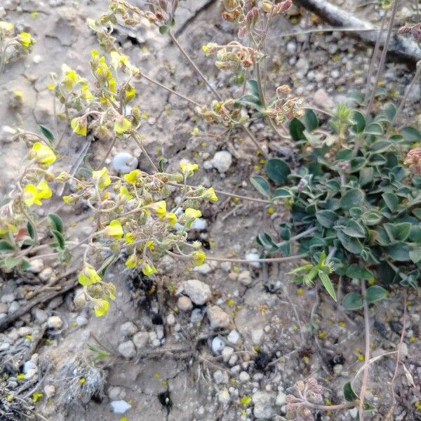 Helianthemum cinereum Cvet