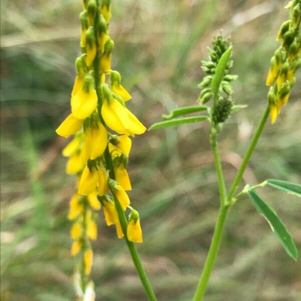 Melilotus officinalis Blomst