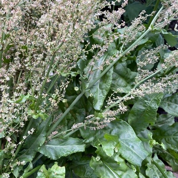 Rumex rugosus Frunză