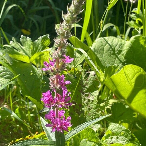 Lythrum salicaria 花