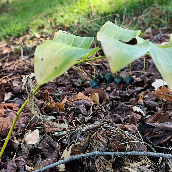 Polygonatum multiflorum फल