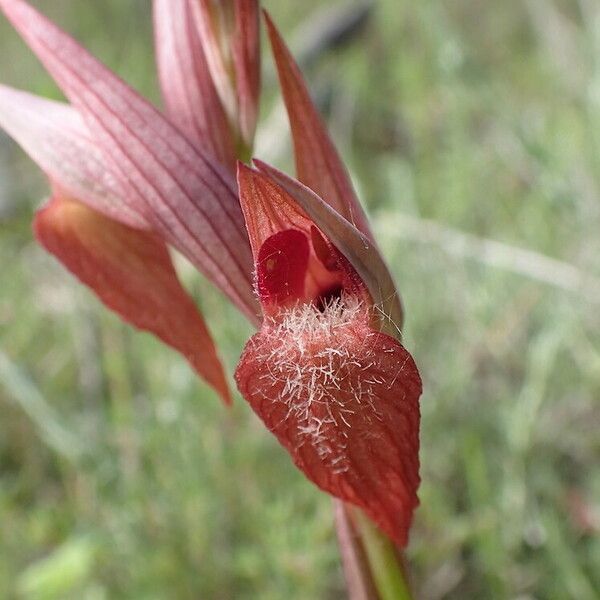 Serapias vomeracea Flower