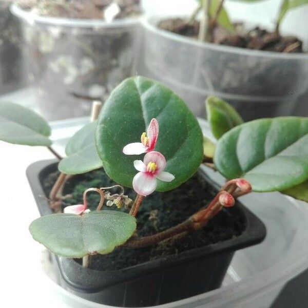 Begonia elaeagnifolia Flor