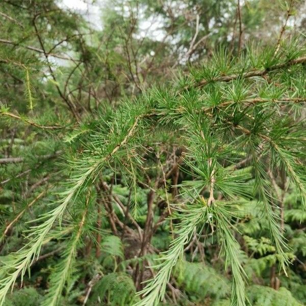 Larix occidentalis Leaf