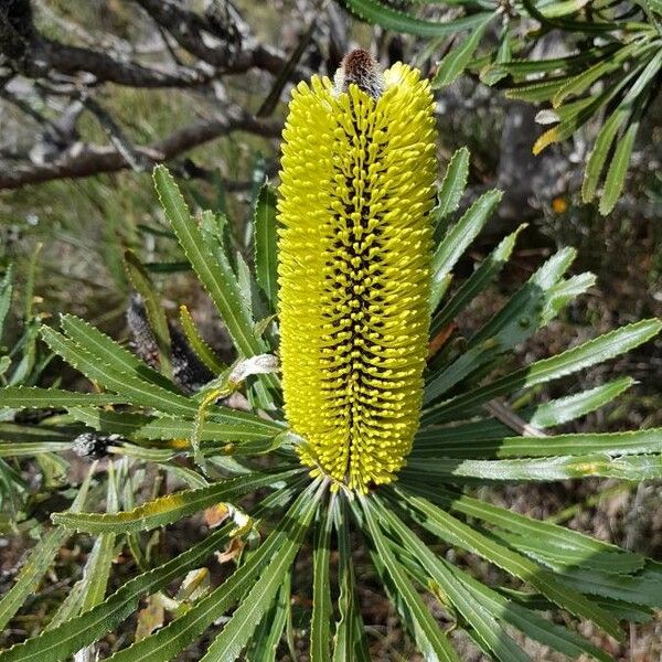 Banksia attenuata Кветка