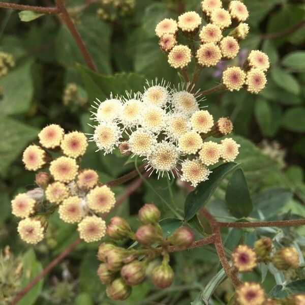 Ageratina adenophora Flor