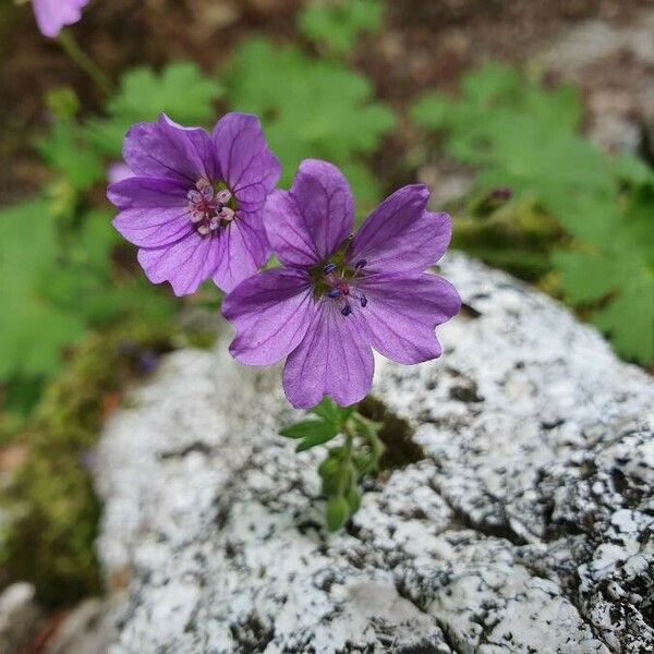 Geranium pyrenaicum Blomst