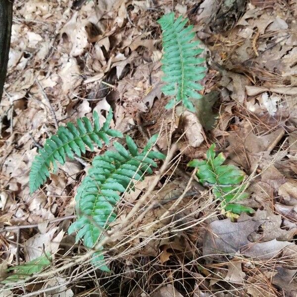 Polystichum acrostichoides Habit