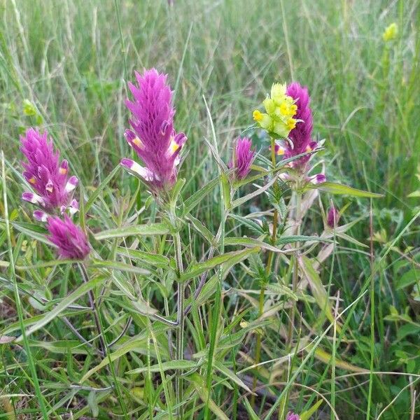 Melampyrum arvense Habit