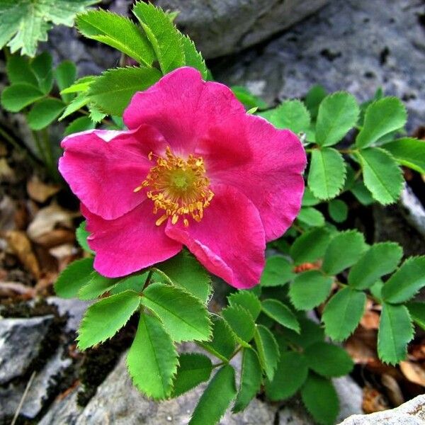 Rosa pendulina List