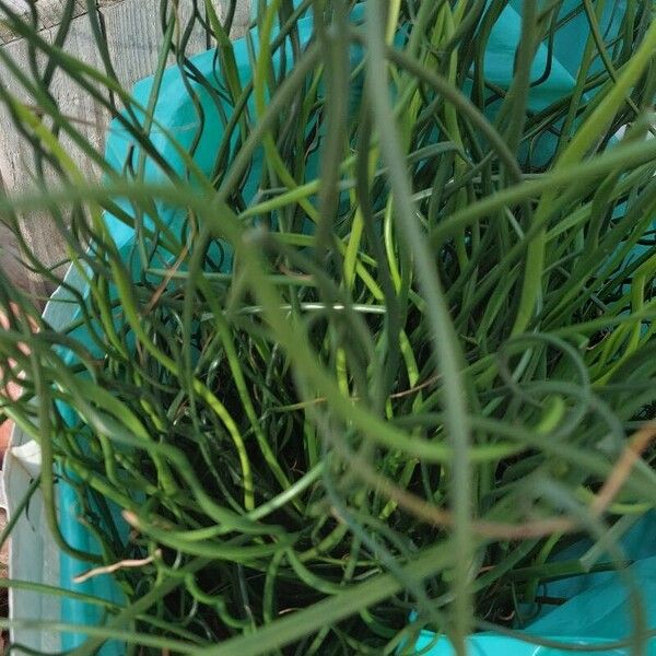 Juncus effusus 葉