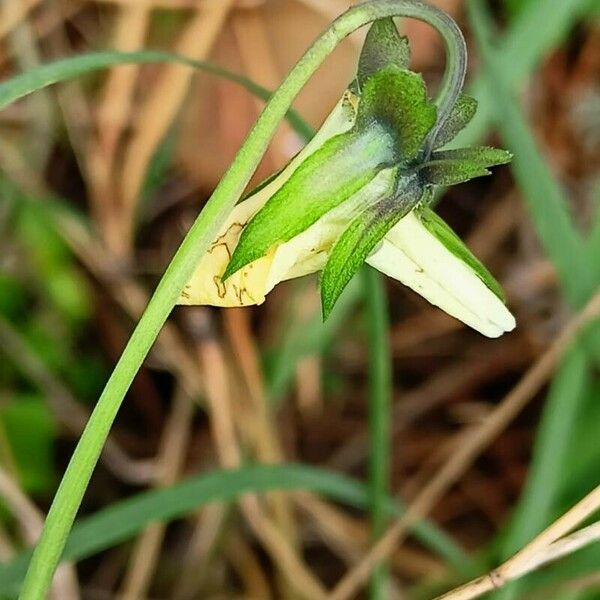 Viola arvensis Inny