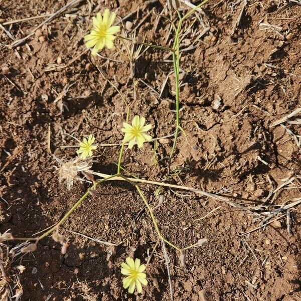 Launaea hafunensis Flor