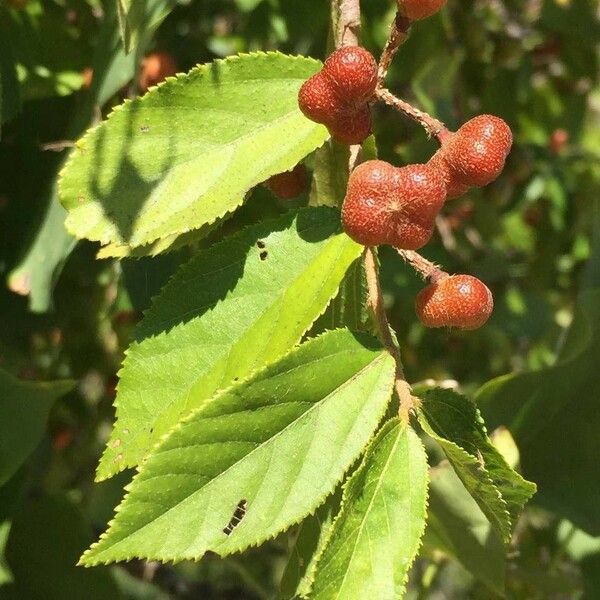 Grewia flavescens Froito