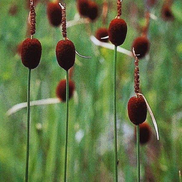 Typha minima Flower