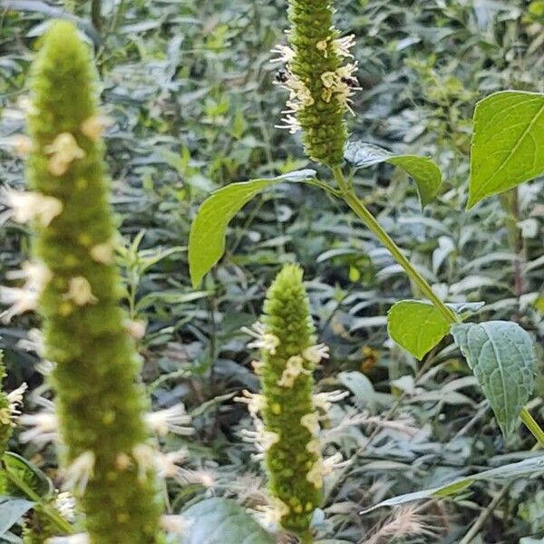 Agastache nepetoides Fiore