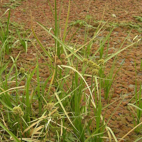 Cyperus blepharoleptos Habitus