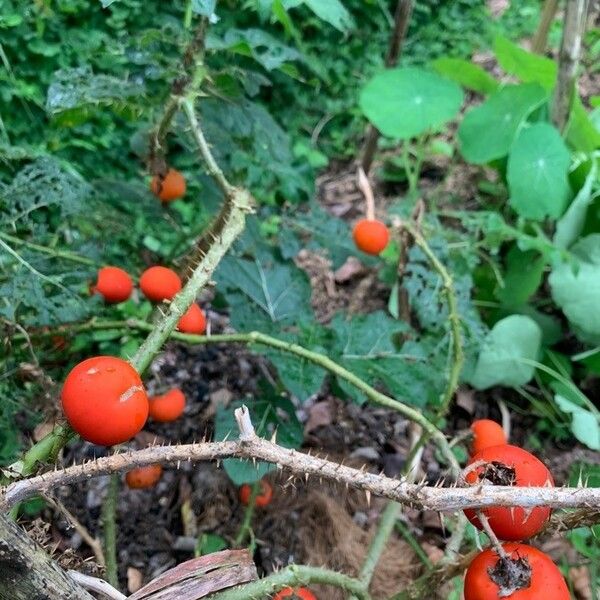 Solanum capsicoides Fruit