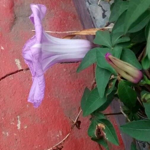 Ipomoea cairica Цветок