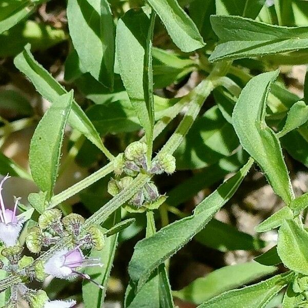 Ocimum americanum Azala