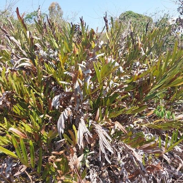 Acrostichum aureum Habit