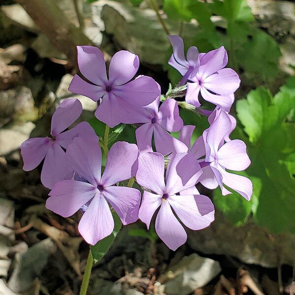 Phlox divaricata പുഷ്പം