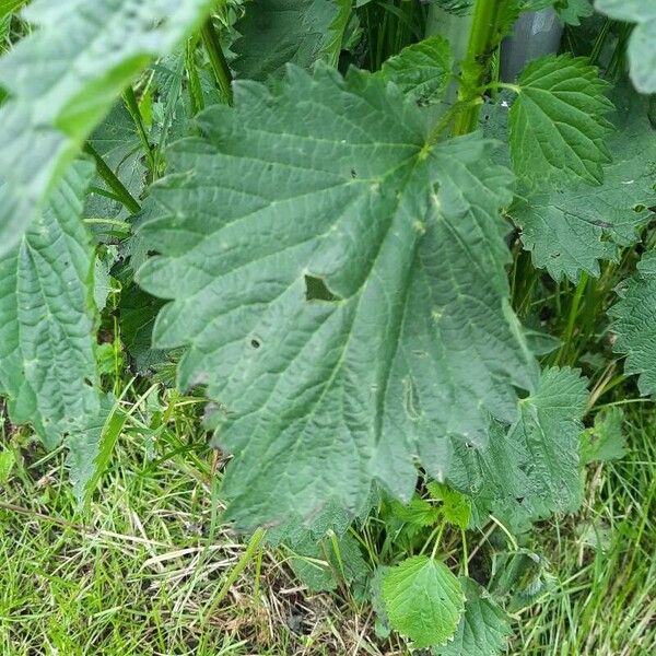 Urtica dioica Leaf