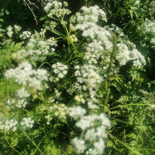 Pimpinella anisum Flower