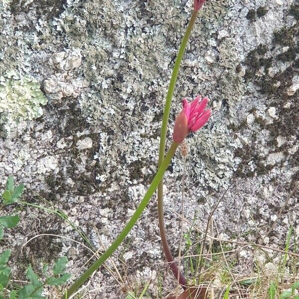 Nerine sarniensis Çiçek