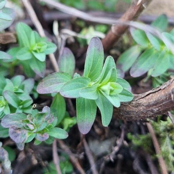 Hypericum maculatum Leaf