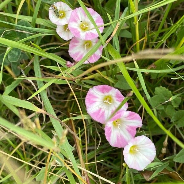 Convolvulus arvensis Habit