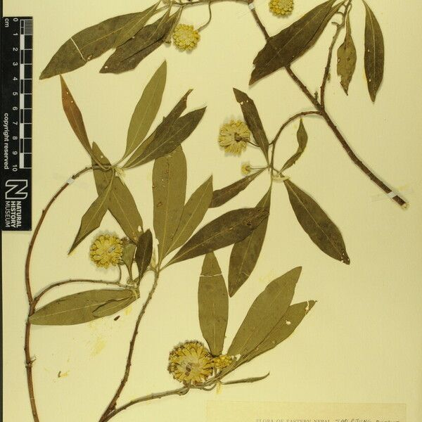 Edgeworthia gardneri Arall