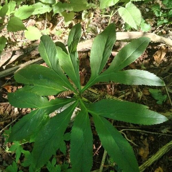 Helleborus viridis Hàbitat