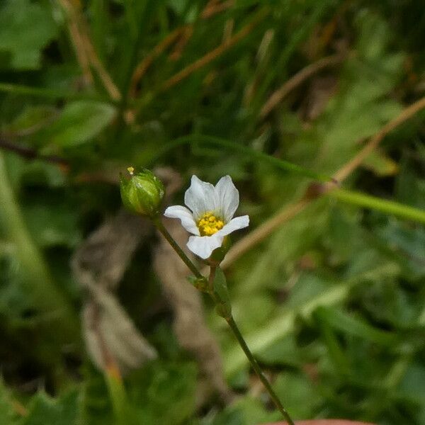 Linum catharticum Fiore