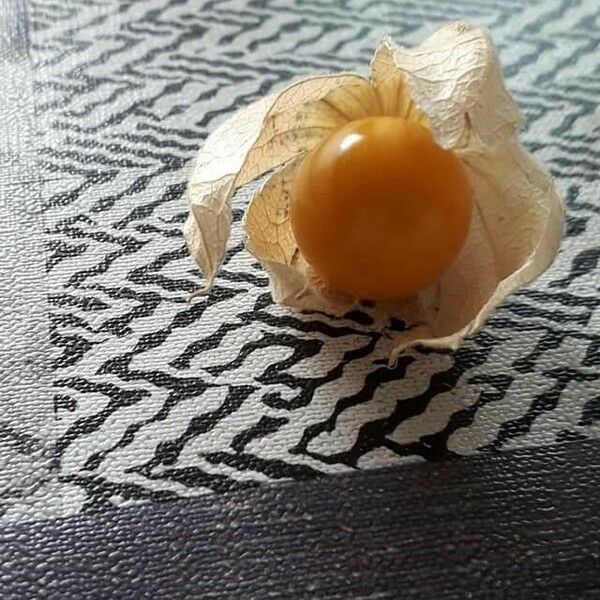 Physalis peruviana Fruto