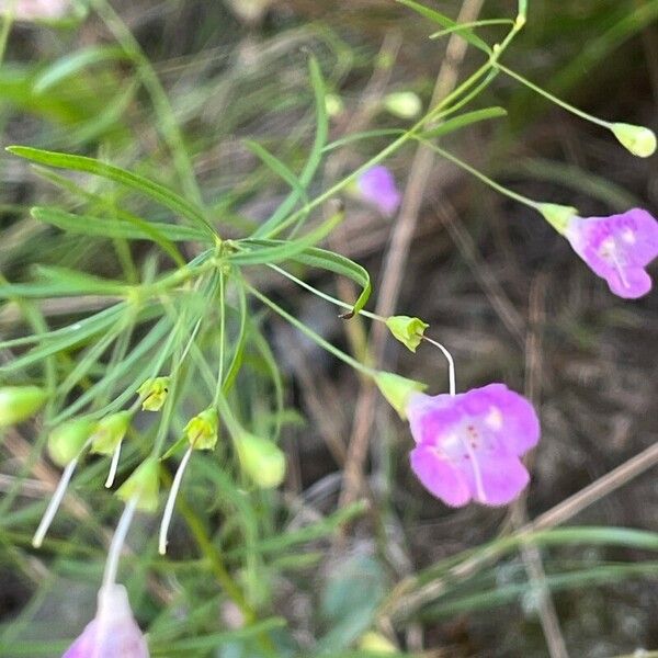 Agalinis tenuifolia برگ