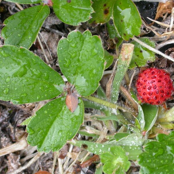 Fragaria chiloensis (Beach strawberry)