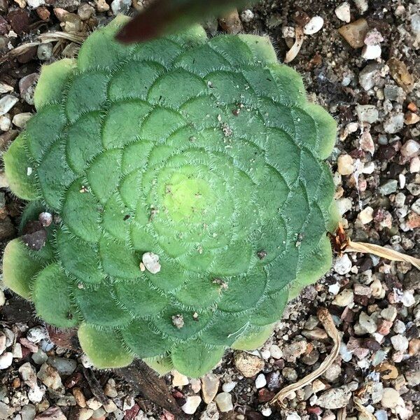 Aeonium tabulaeforme Hábito