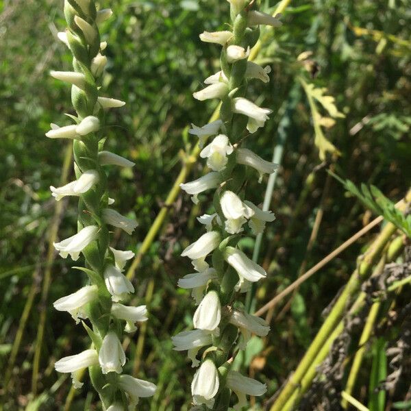 Spiranthes magnicamporum Кветка