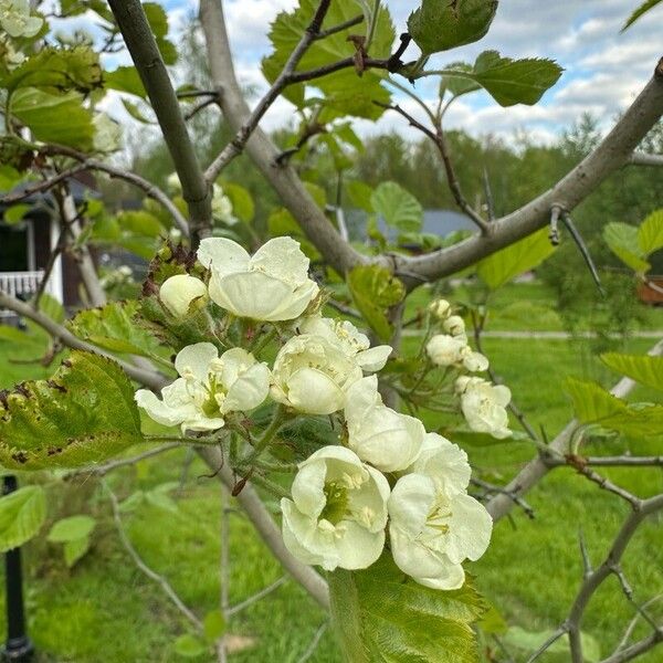 Crataegus holmesiana Flower