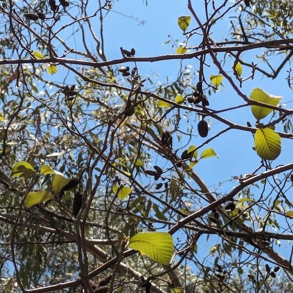 Alnus acuminata Folha