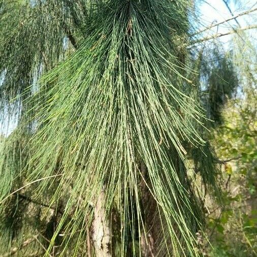 Casuarina cunninghamiana Leaf