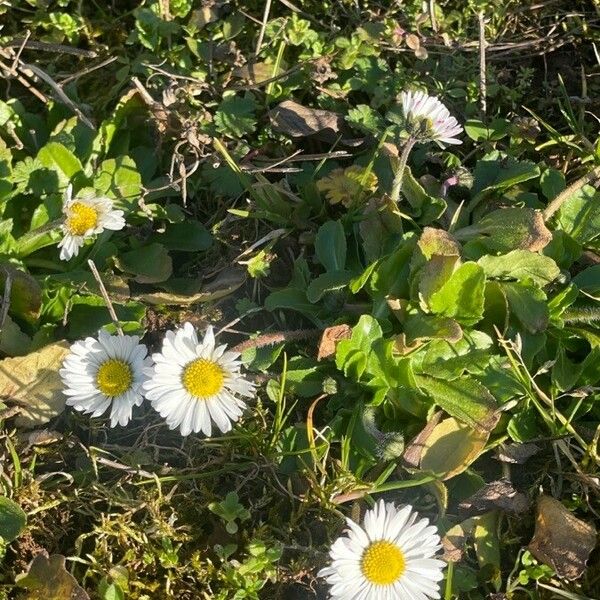 Bellis annua Kvet