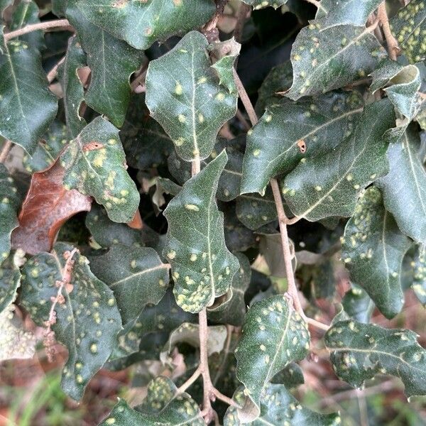 Quercus rotundifolia Levél