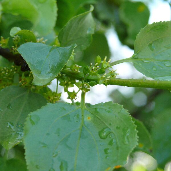 Rhamnus cathartica Flor