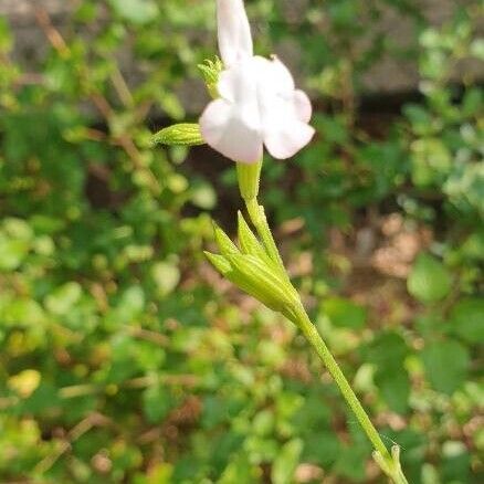 Salvia microphylla Bloem