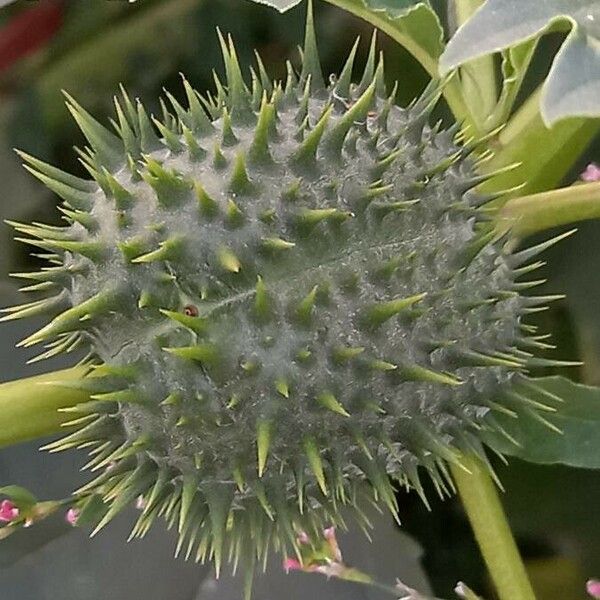 Datura stramonium Fruit