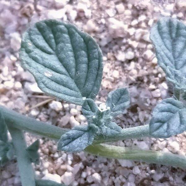 Heliotropium europaeum Leaf