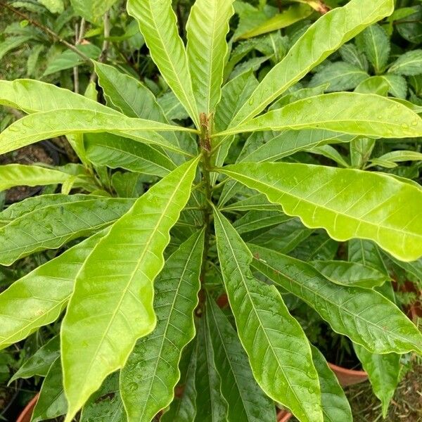 Pouteria campechiana Feuille