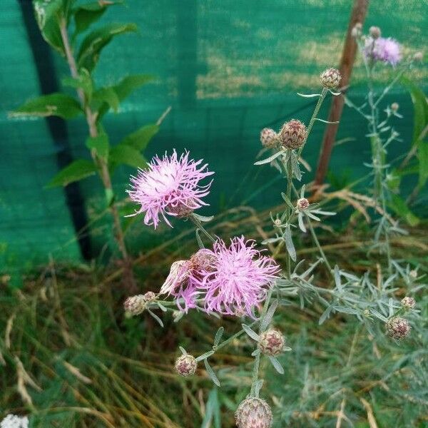 Centaurea stoebe Virág